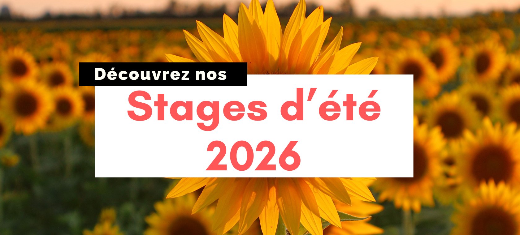 Notre programme d'été 2026 est disponible !