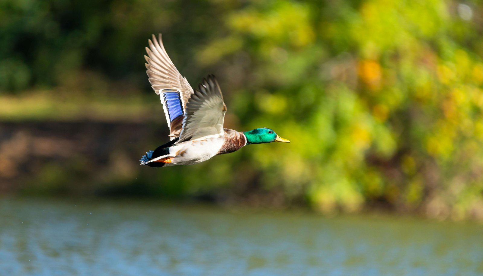 Randonnée ornithologique à Lausanne (oiseaux du lac)
