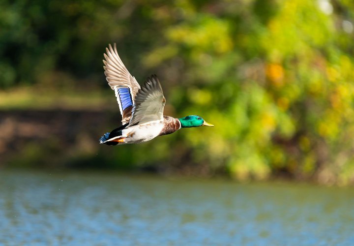 Randonnée ornithologique à Lausanne (oiseaux du lac)